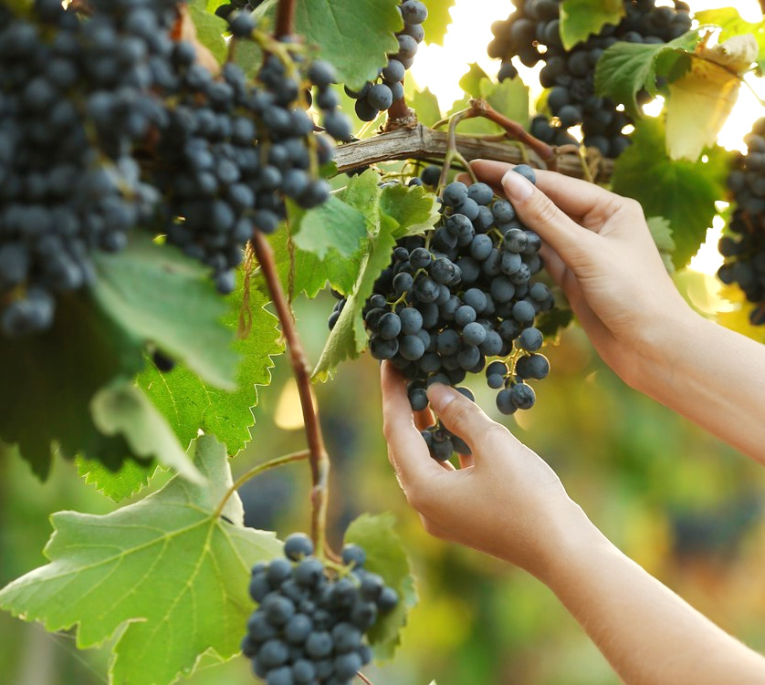 Water soluble fertilizer