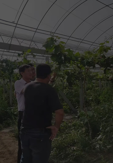 玉米秸秆还田，快速腐熟成肥的措施，我们要注意哪些？